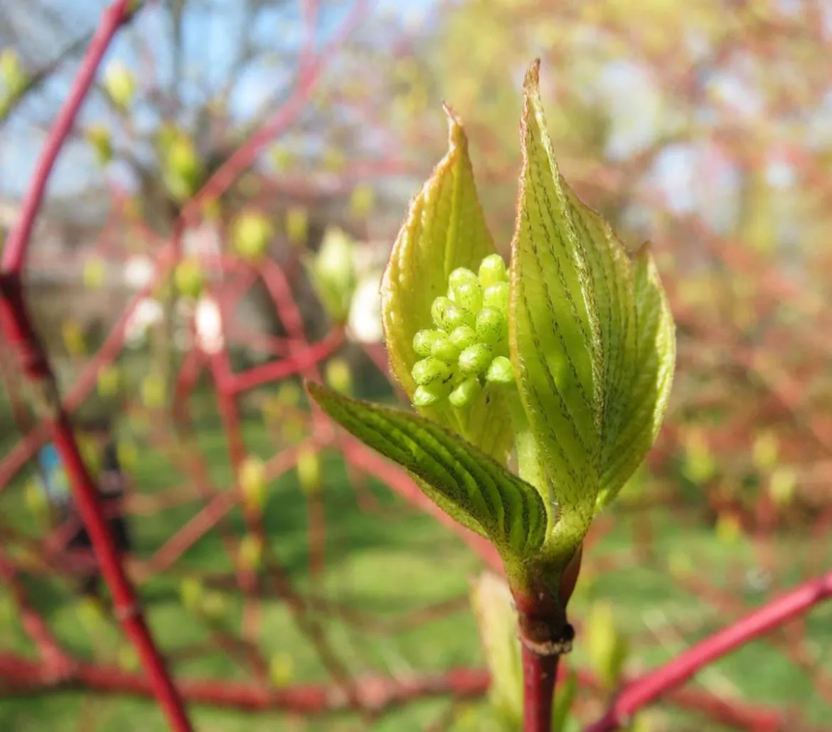 Rotholziger Hartriegel 'Sibirica'