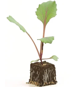 Rotkohl, 6er Schale