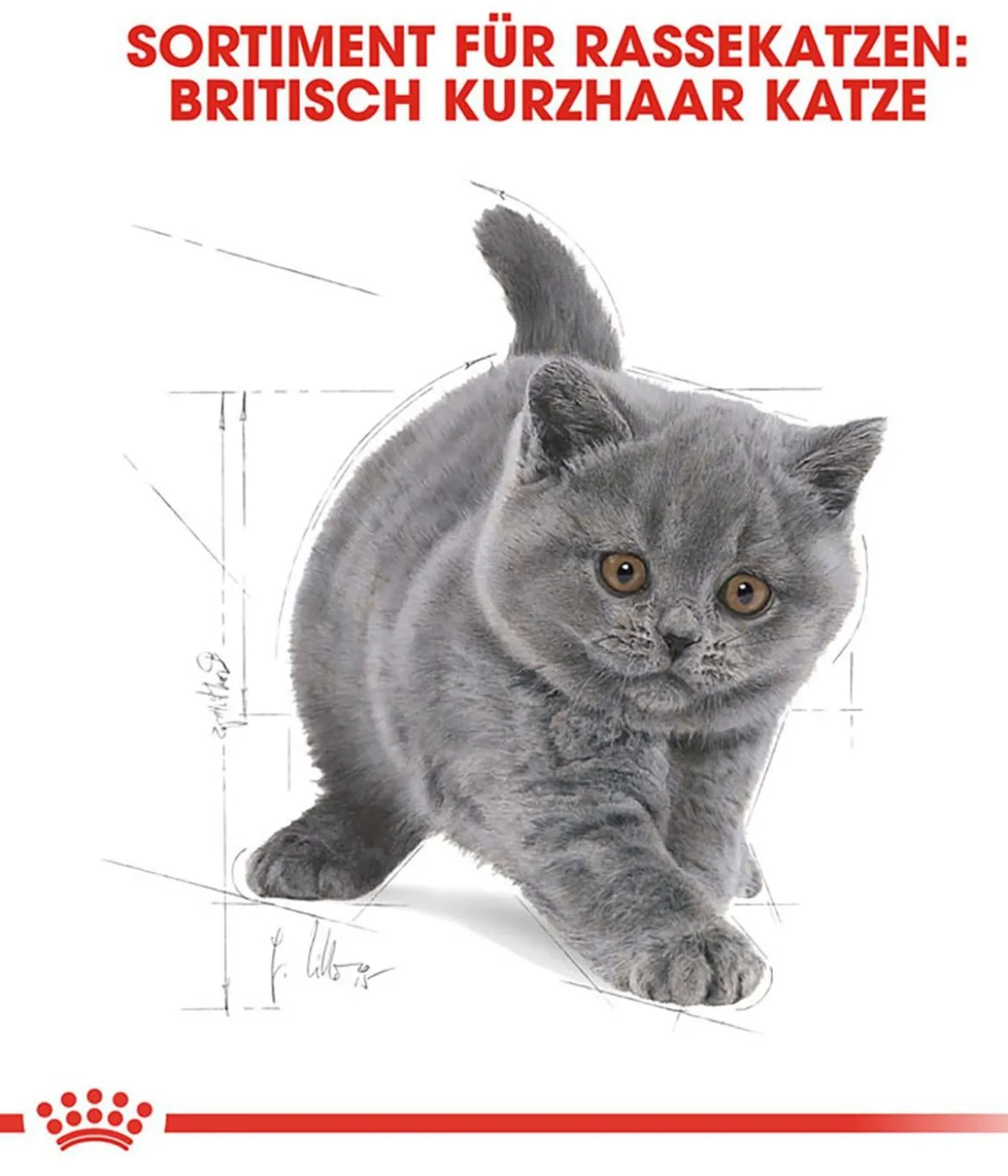 ROYAL CANIN® Trockenfutter für Katzen British Shorthair Kitten