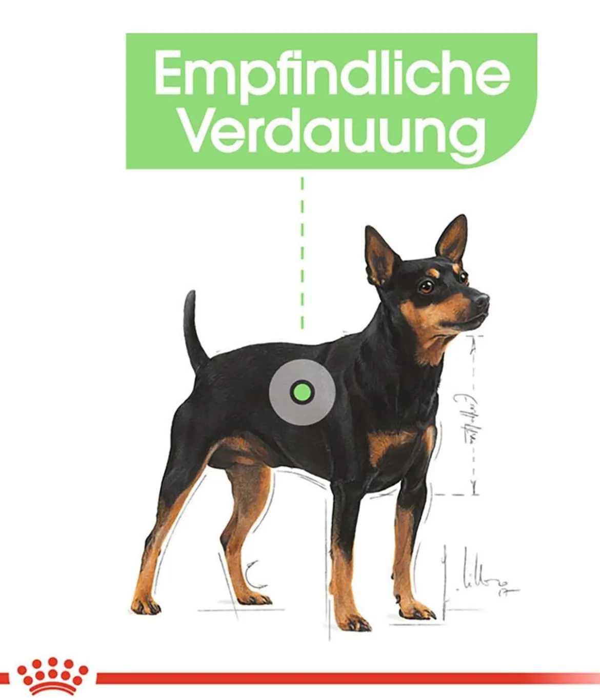 ROYAL CANIN® Trockenfutter für Hunde Digestive Care Mini