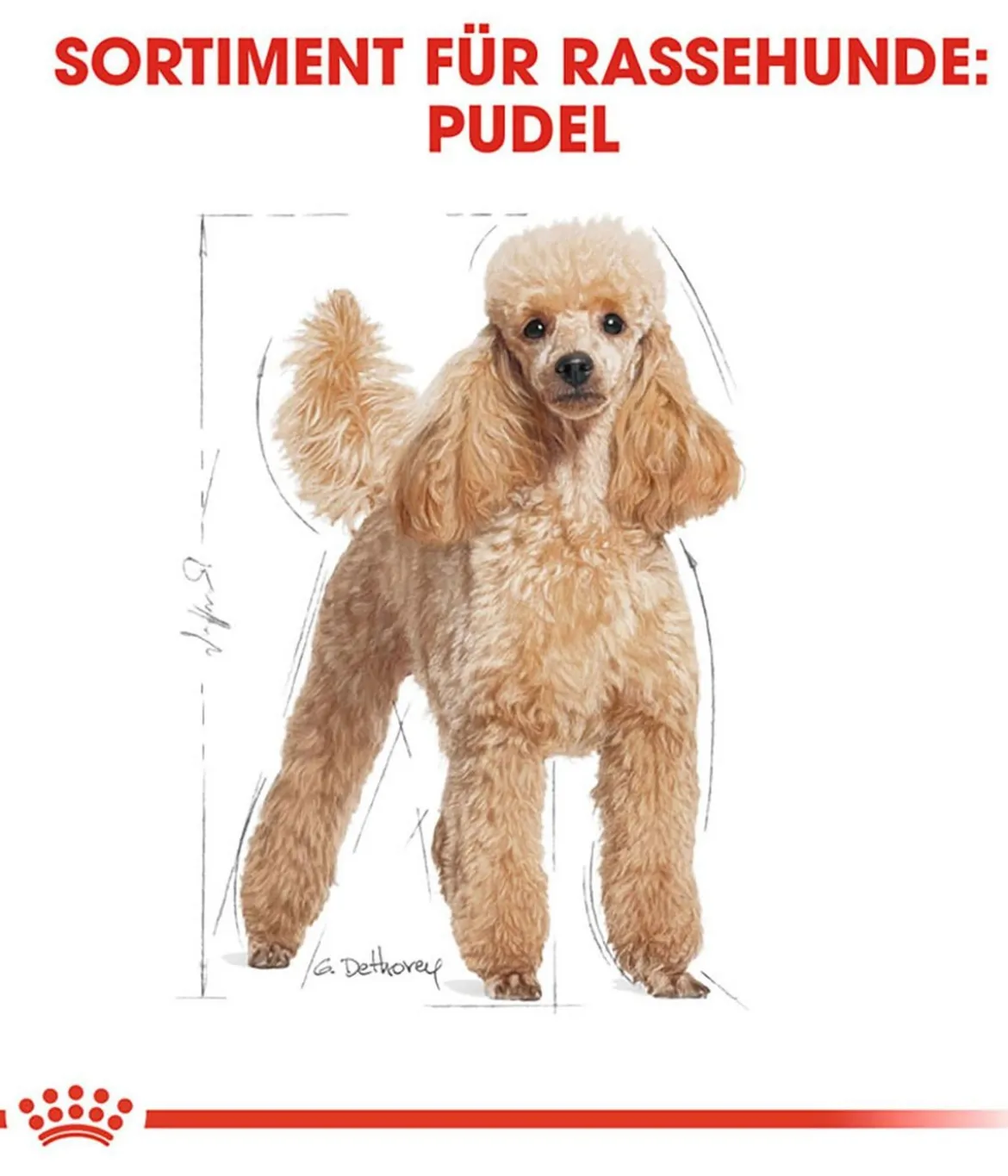 ROYAL CANIN® Trockenfutter für Hunde Poodle Adult