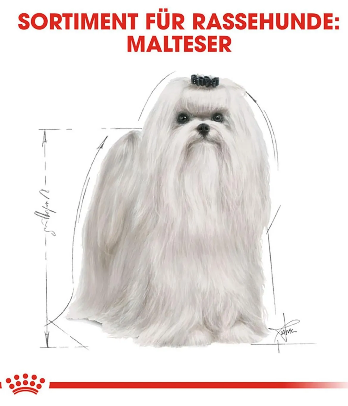ROYAL CANIN® Trockenfutter für Hunde Maltese Adult