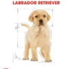 ROYAL CANIN® Trockenfutter für Hunde Labrador Retriever Puppy