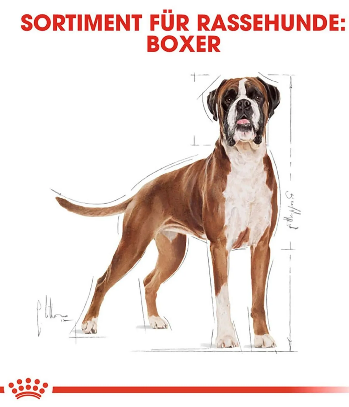 ROYAL CANIN® Trockenfutter für Hunde Boxer 26 Adult