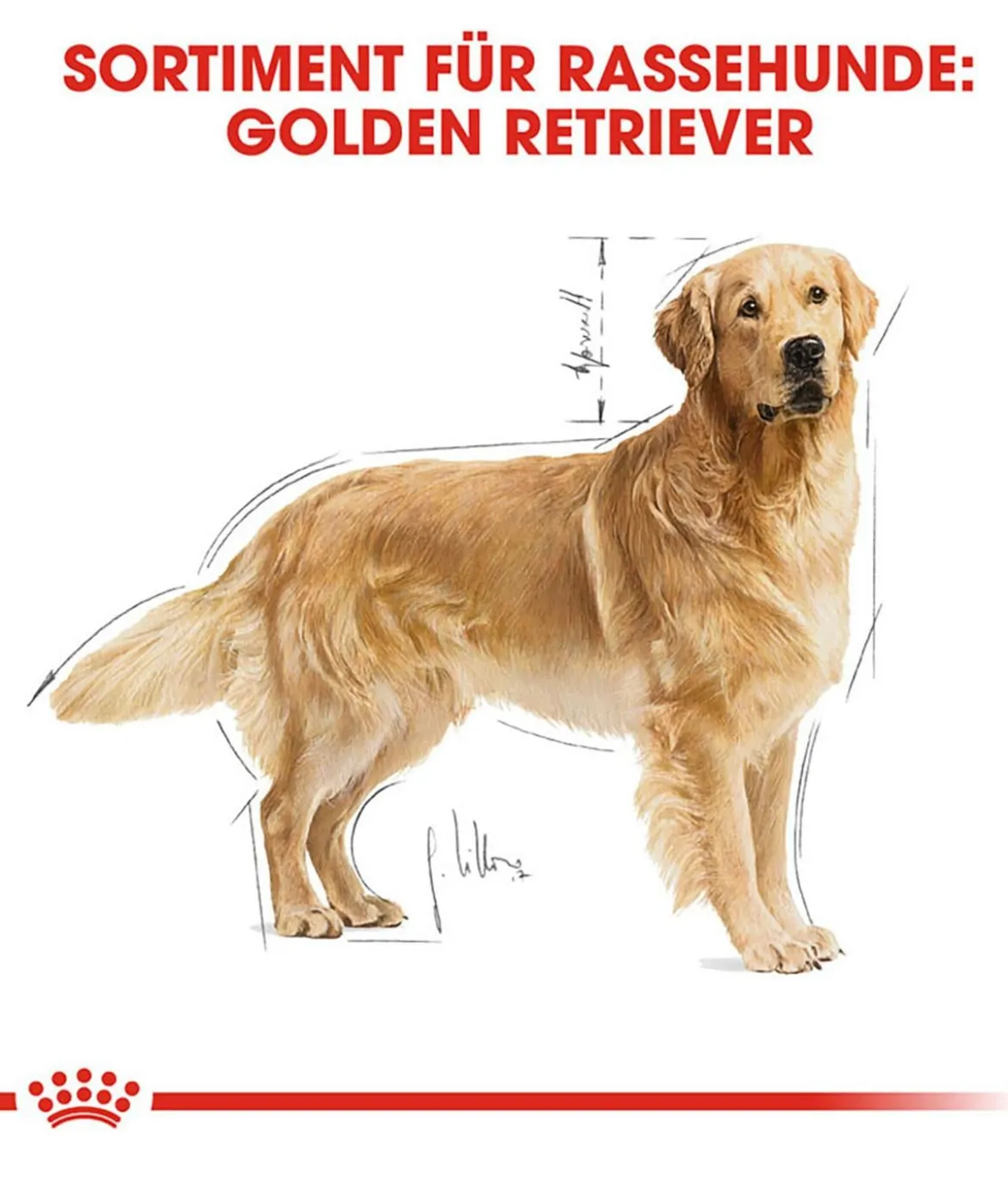 ROYAL CANIN® Trockenfutter für Hunde Golden Retriever Adult