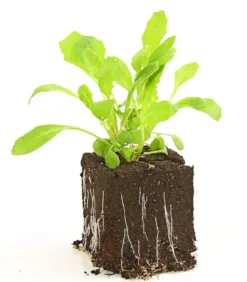 Rucola, 12er Schale