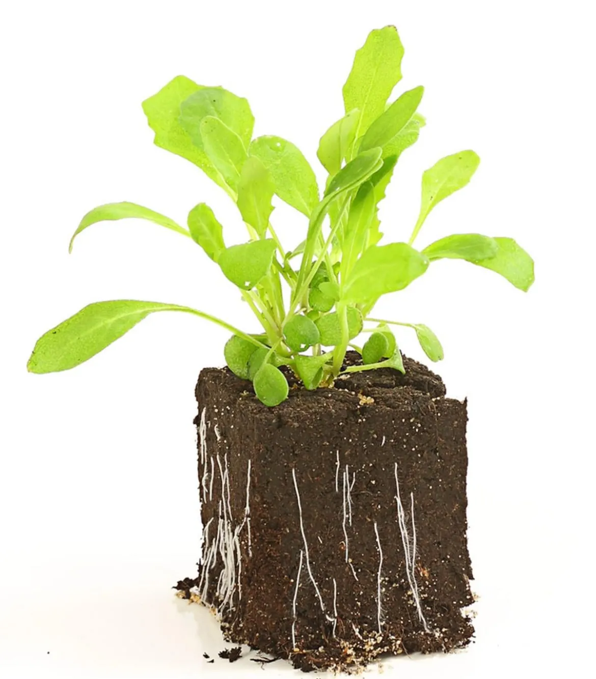 Rucola, 12er Schale