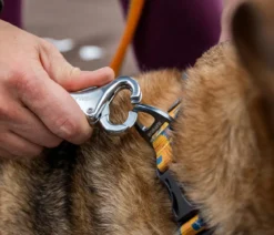 RUFFWEAR® Bungee Joggingleine Roamer™
