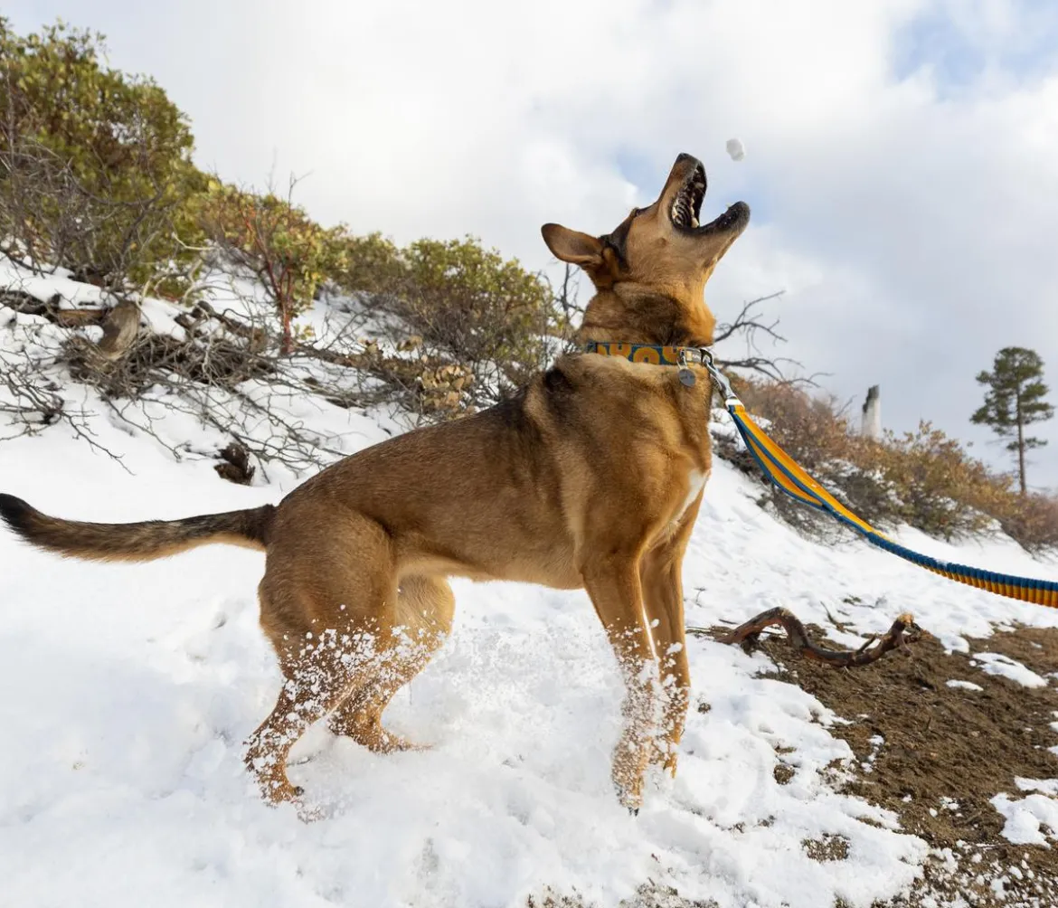 RUFFWEAR® Bungee Joggingleine Roamer™