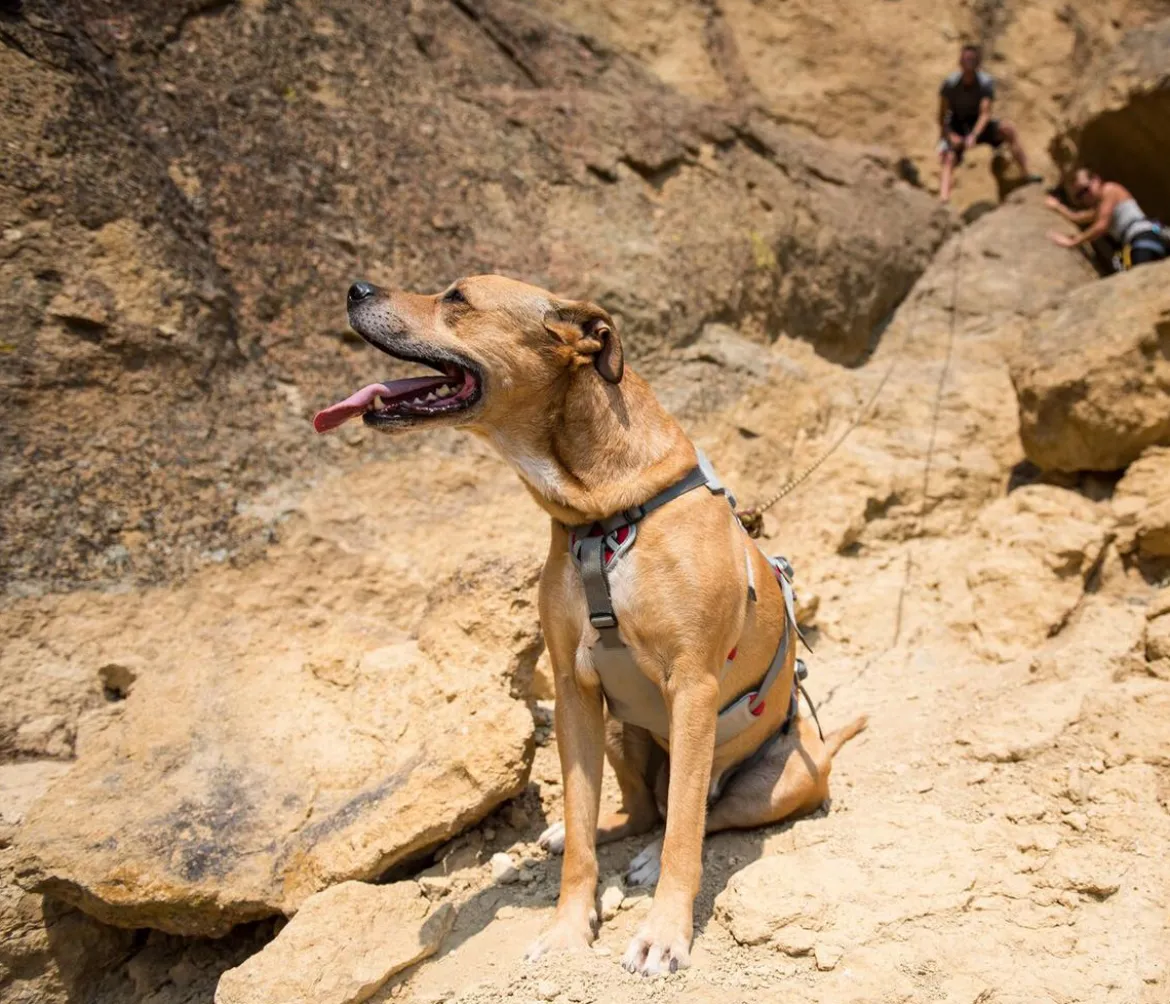 RUFFWEAR® Hundegeschirr DoubleBack™