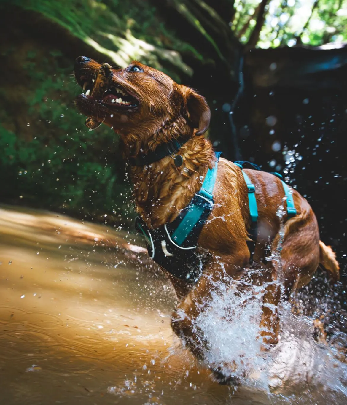 RUFFWEAR® Hundegeschirr Flagline Harness 2.0