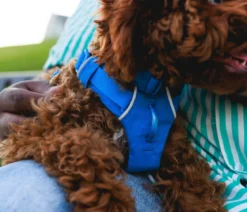 RUFFWEAR® Hundegeschirr Front Range®