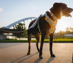 RUFFWEAR® Hundegeschirr Front Range®