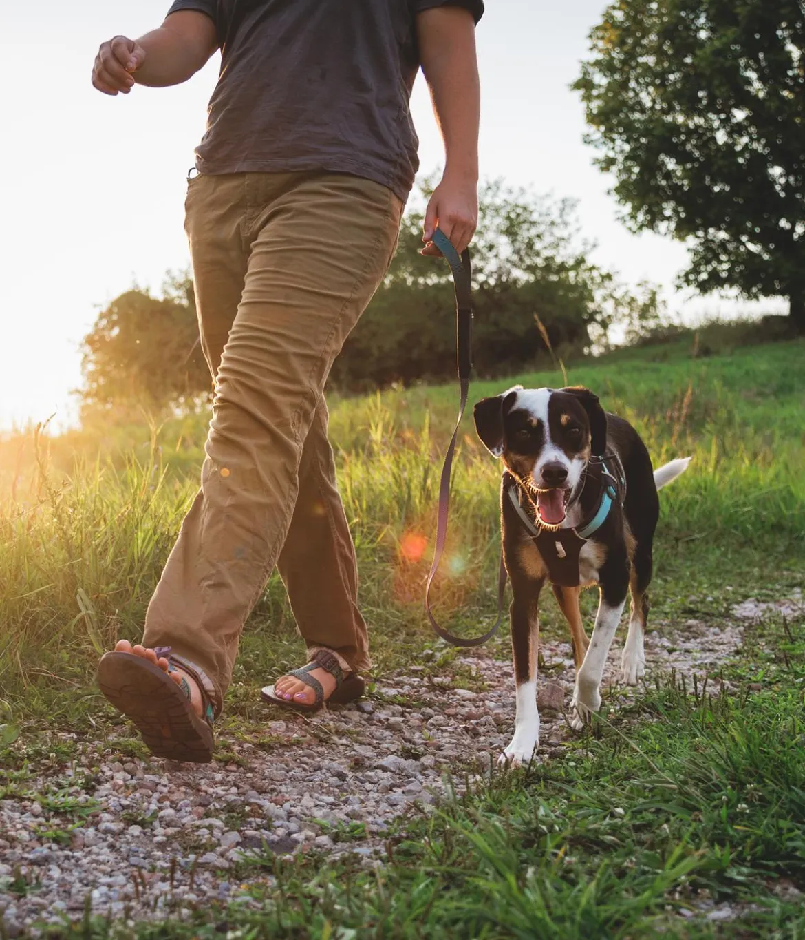 RUFFWEAR® Hundegeschirr Hi & Light™ Harness 2.0