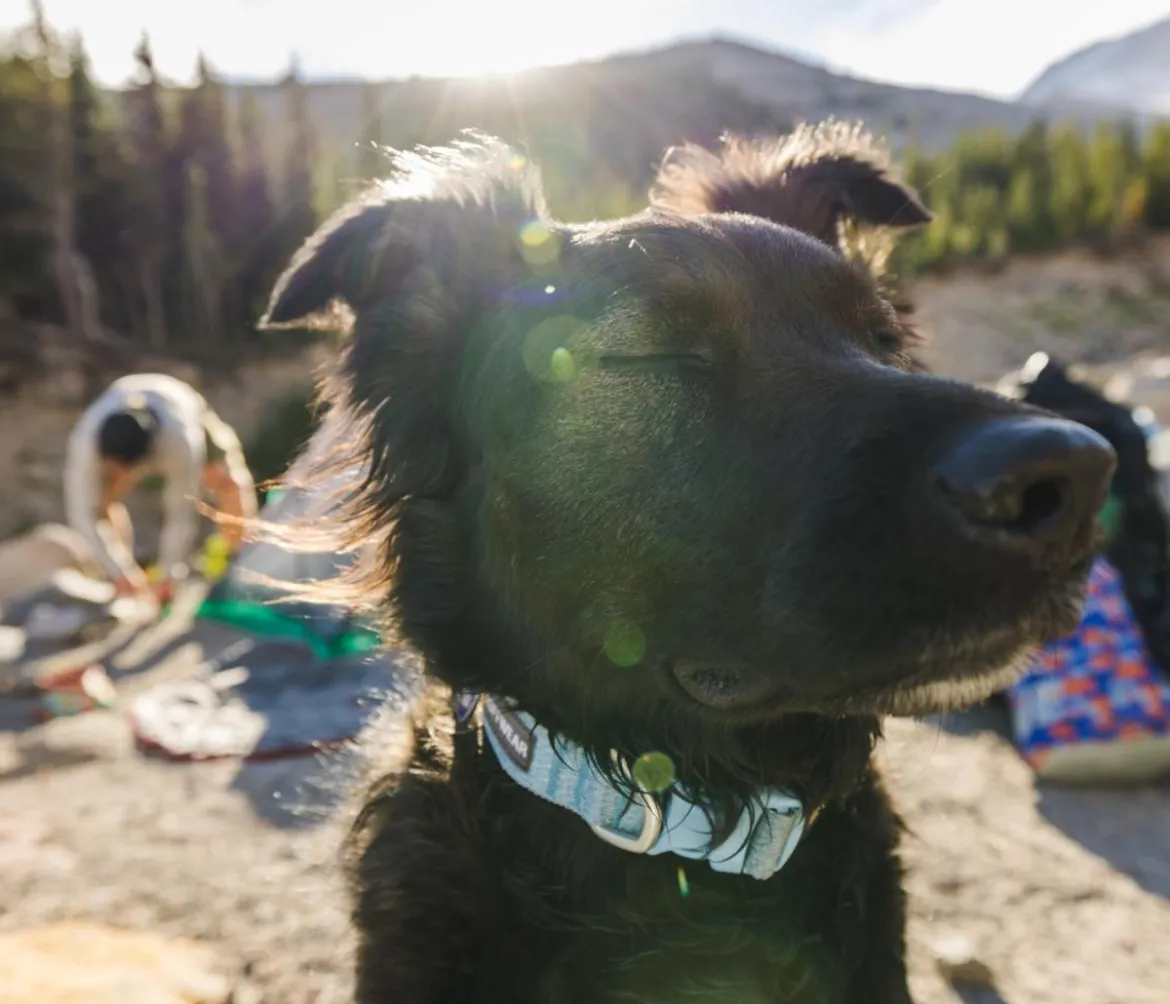 RUFFWEAR® Hundehalsband Front Range™ Flex