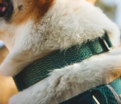 RUFFWEAR® Hundehalsband Front Range™ Flex