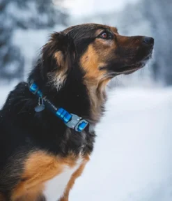 RUFFWEAR® Hundehalsband Top Rope™ mit Metallschnalle