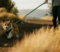 RUFFWEAR® Hundeleine Front Range™ Flex, L1,5 m