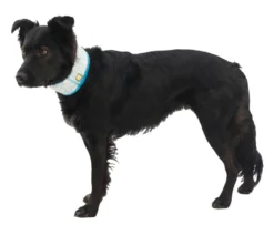RUFFWEAR® kühlendes Hundehalstuch Swamp Cooler™