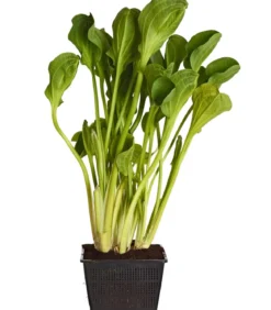 Rundblättriger Froschlöffel