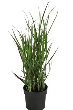 Rutenhirse 'Cheyenne Sky®'