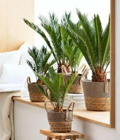 Sagopalmfarn - Cycas revoluta