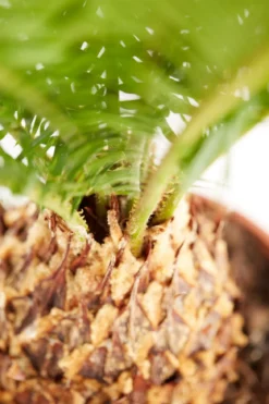 Sagopalmfarn - Cycas revoluta