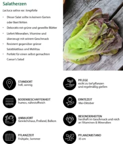Salatherzen, lausresistent, rot, 6er Schale