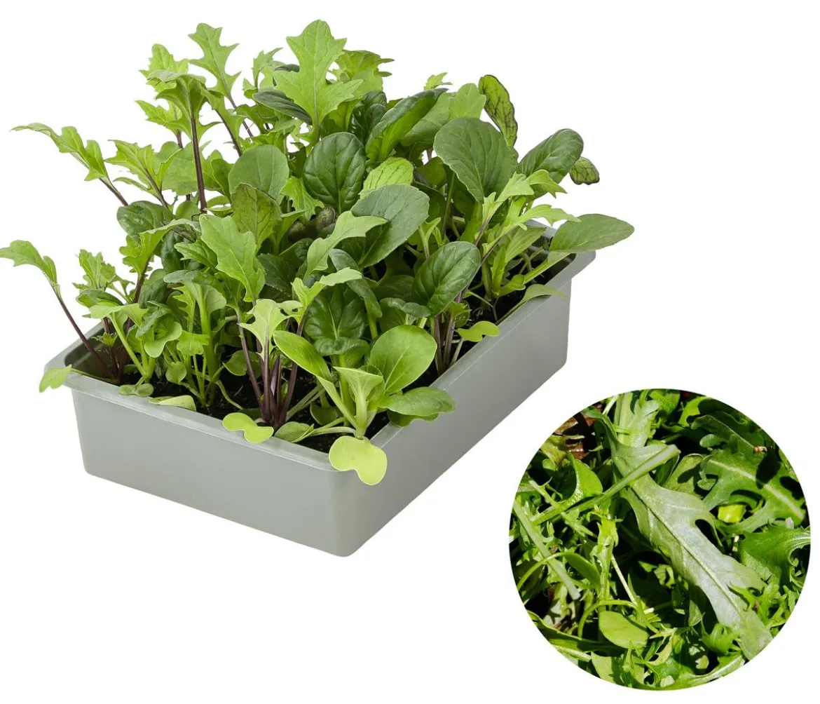 Salatmischung Asia-Leaf, 20er Schale