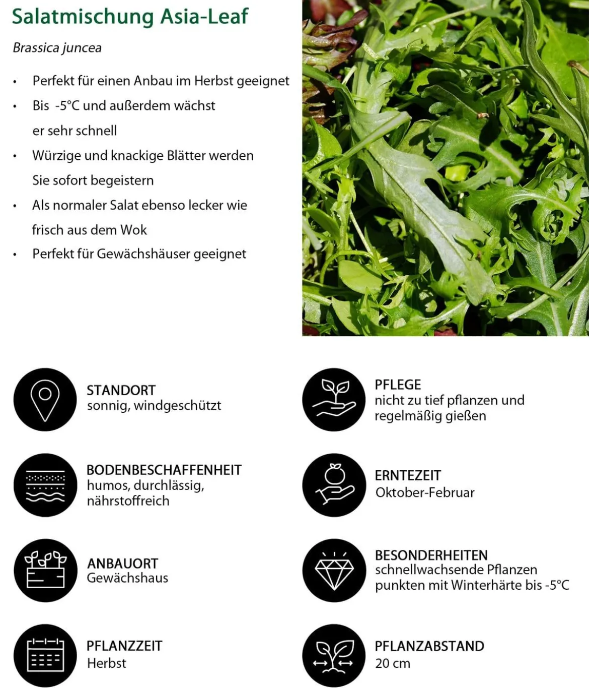 Salatmischung Asia-Leaf, 20er Schale