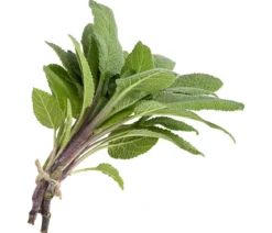 Salbei