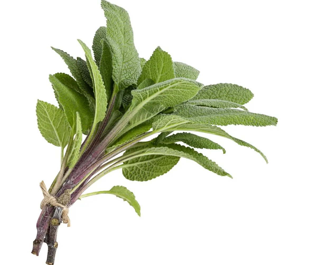 Salbei