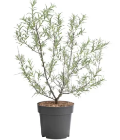 Sanddorn 'Friesdorfer Orange'