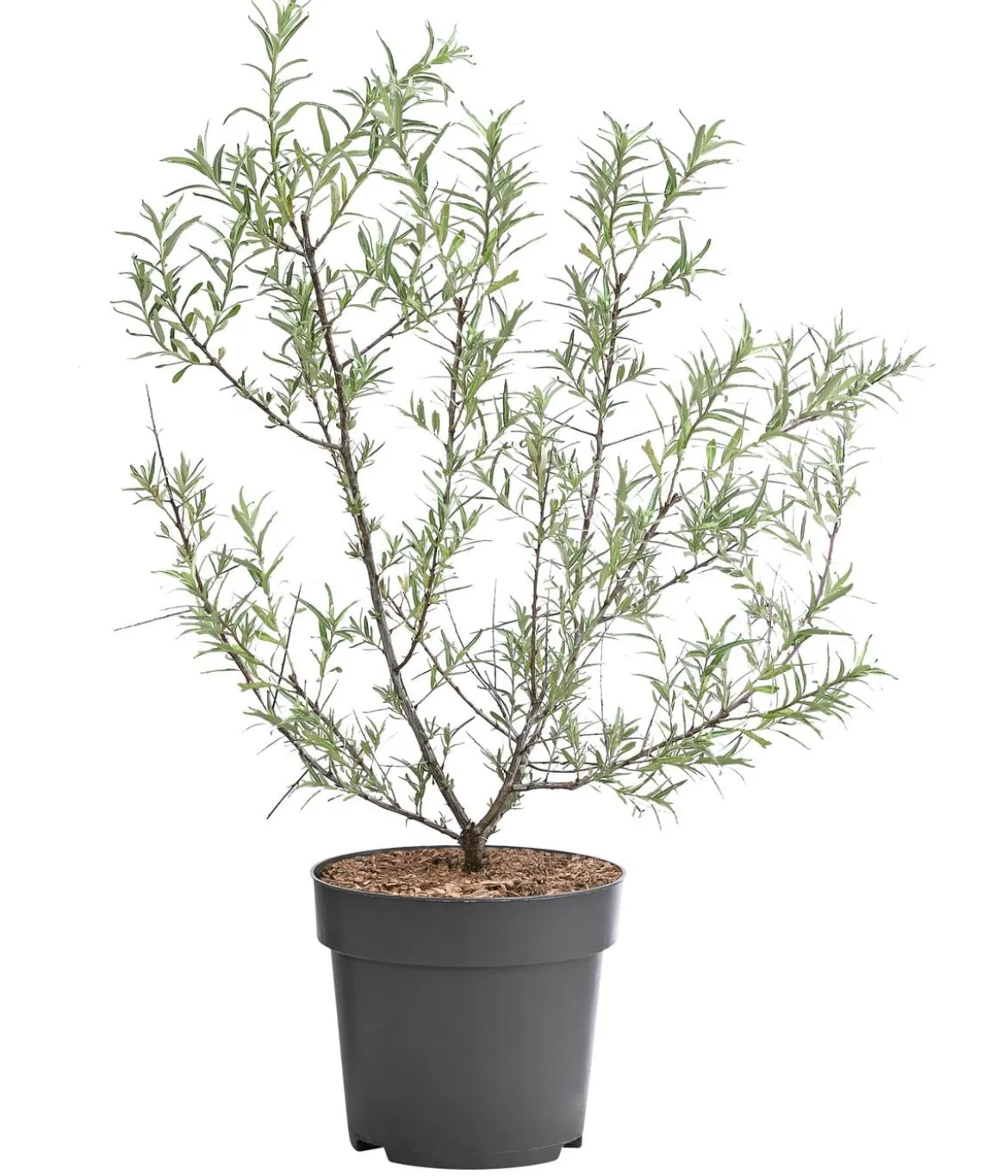 Sanddorn 'Friesdorfer Orange'