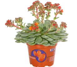 Sandglöckchen - Echeveria cultivars 'Dondo'