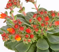 Sandglöckchen - Echeveria cultivars 'Dondo'