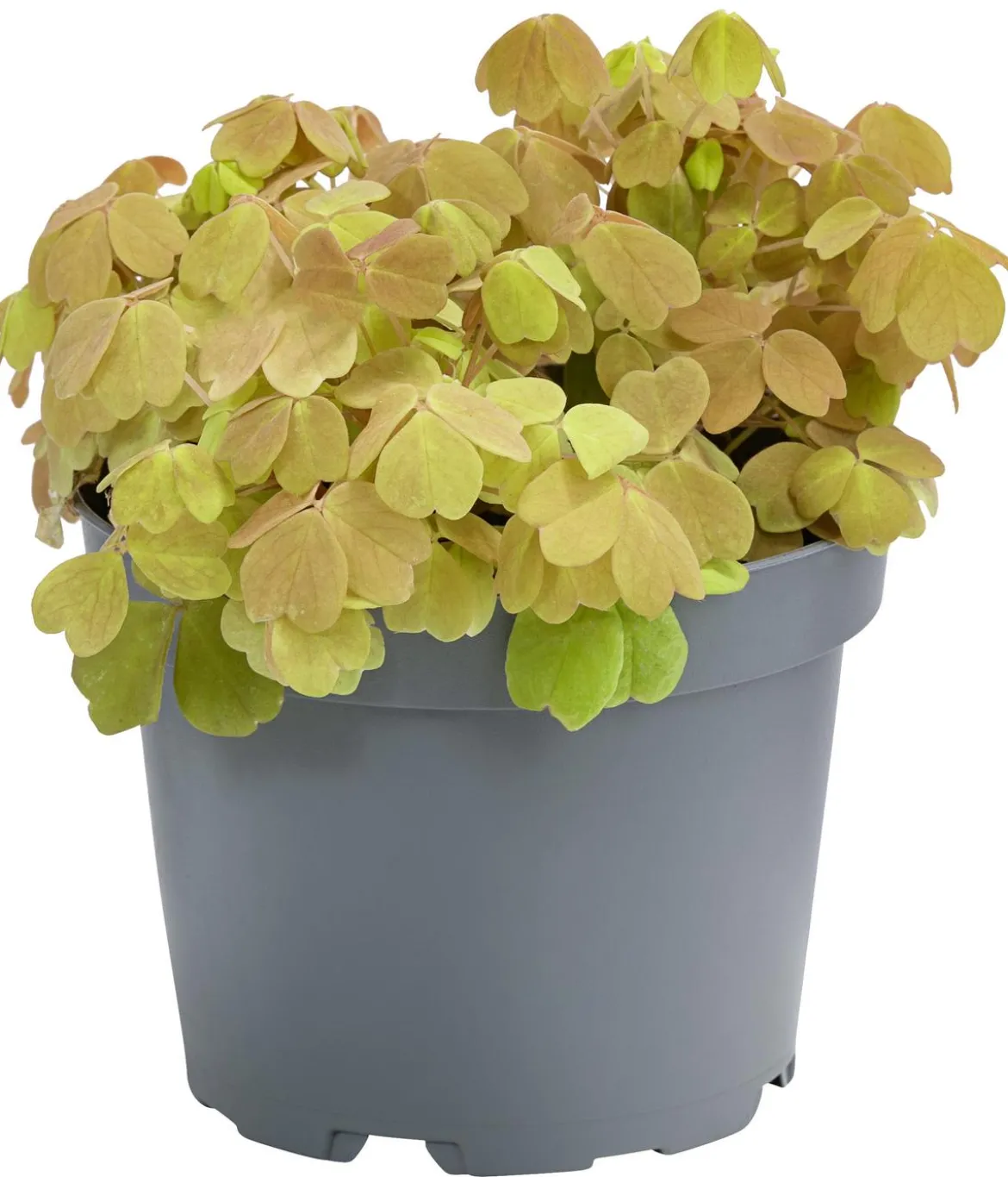 Sauerklee - Oxalis vulcanicola 'Sunset velvet'