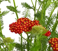 Schafgarbe, verschiedene Farben