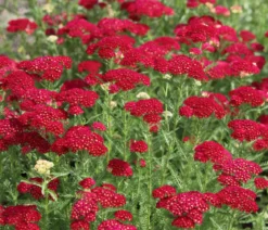Schafgarbe, verschiedene Farben