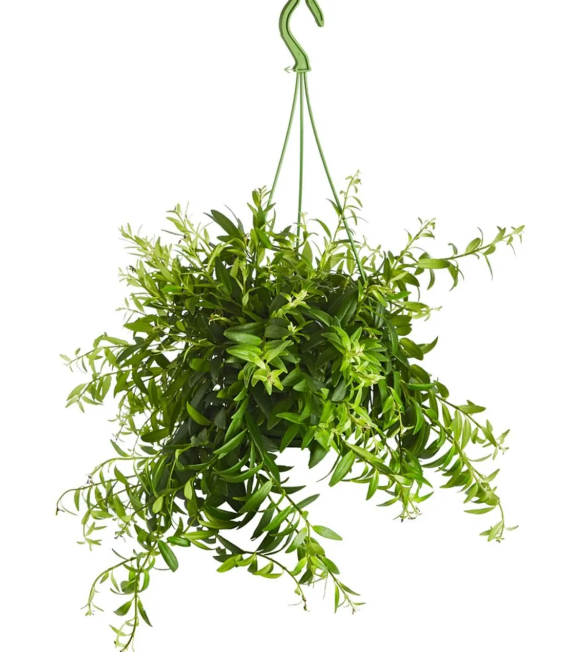 Schamblume - Aeschynanthus japhrolepis
