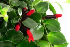 Schamblume - Aeschynanthus 'Pink Polka', Ampel