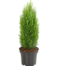 Scheinzypresse 'Ellwood's Gold'