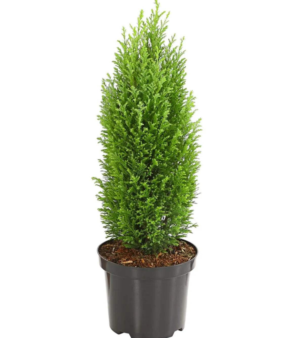 Scheinzypresse 'Ellwood's Gold'