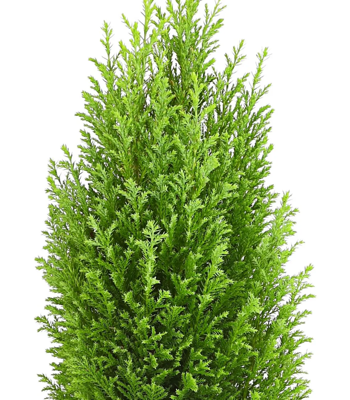 Scheinzypresse 'Ellwood's Gold'