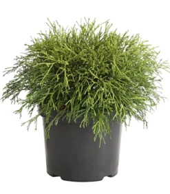 Scheinzypresse 'Filifera Sungold'