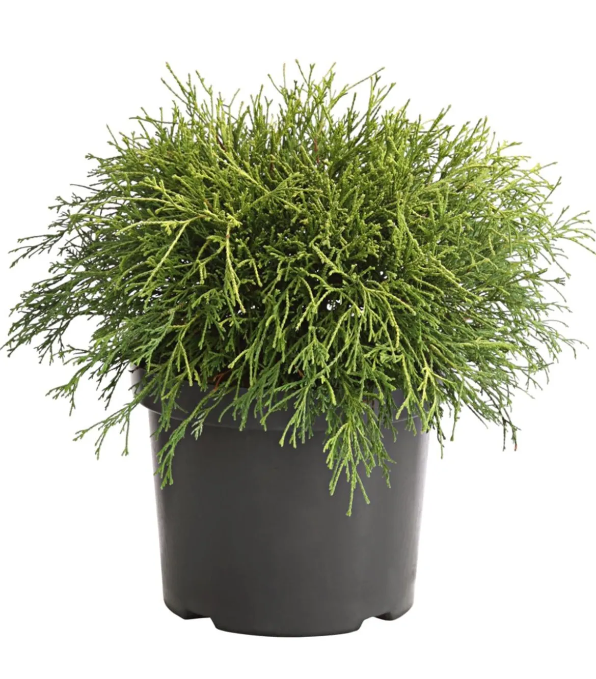 Scheinzypresse 'Filifera Sungold'