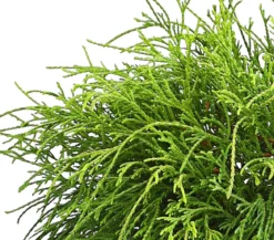 Scheinzypresse 'Filifera Sungold'