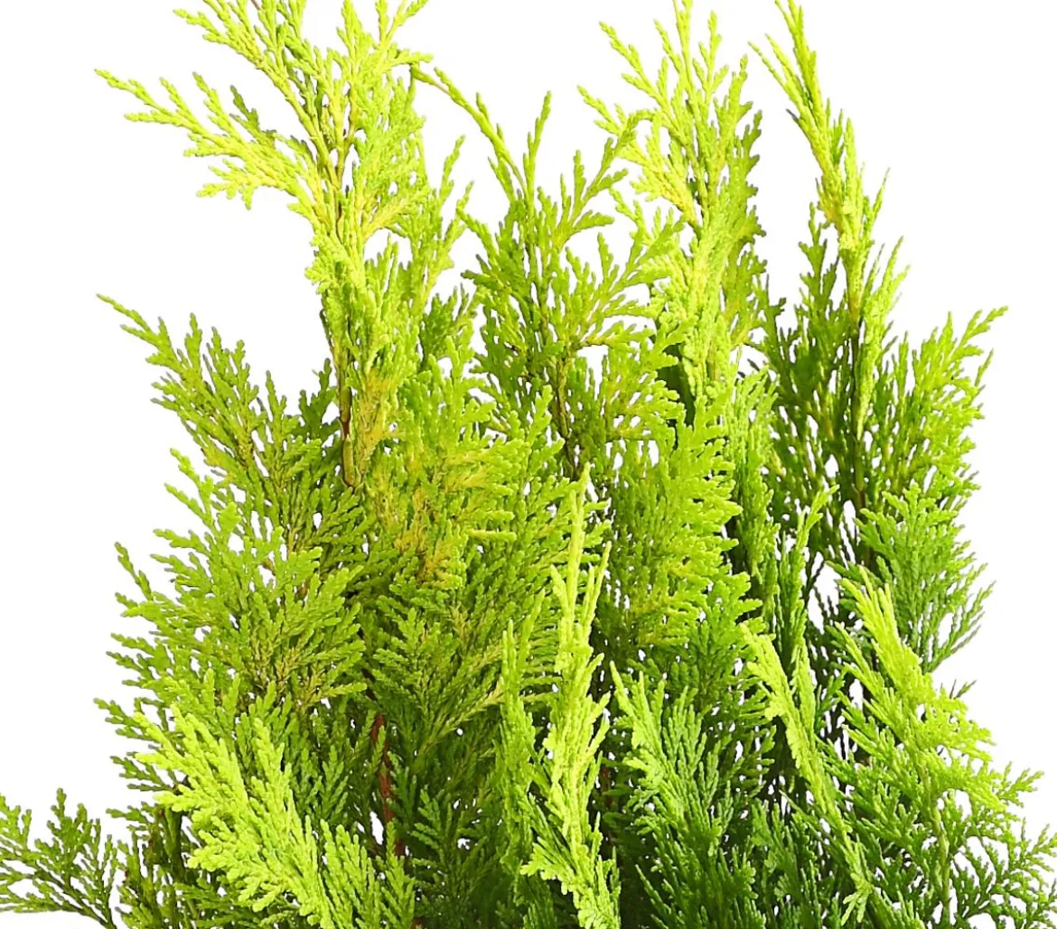 Scheinzypresse 'Ivonne'