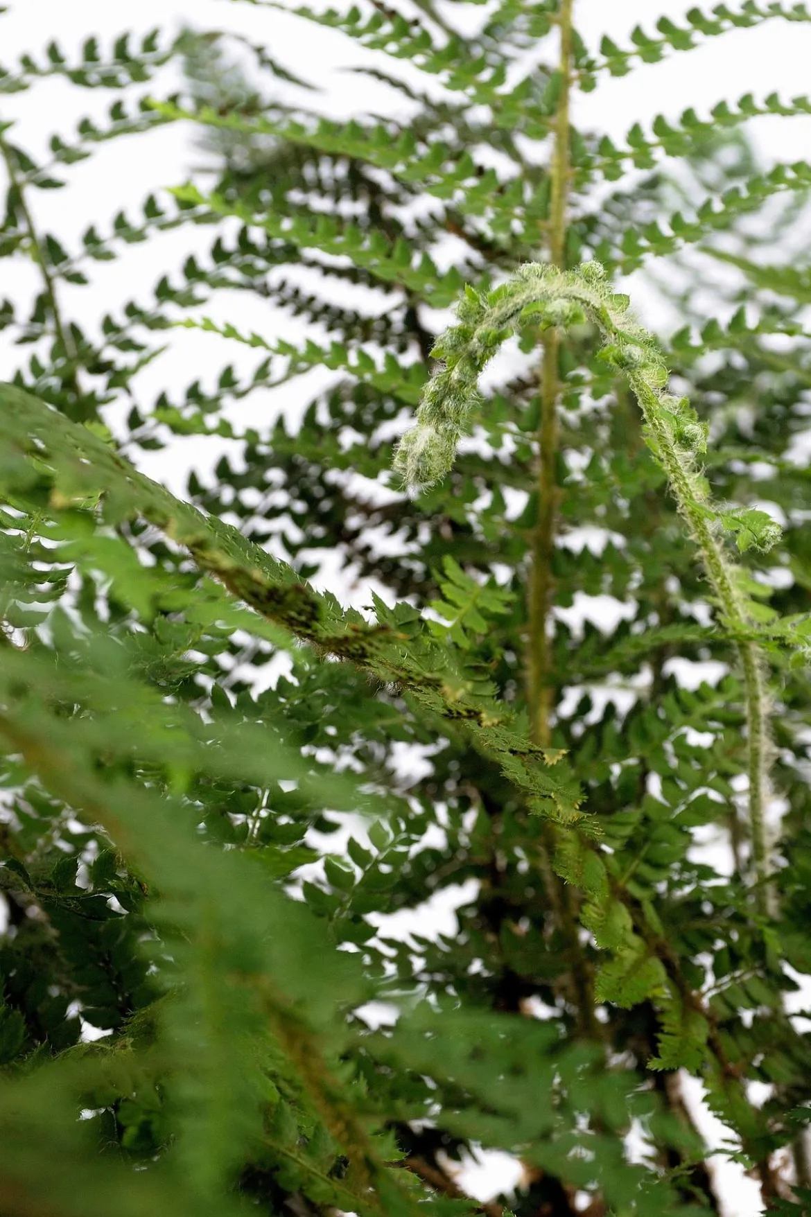 Schellenbaum-Wurmfarn