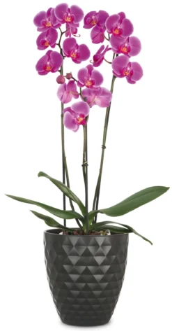 Scheurich Keramik-Übertopf Ada, konisch, dunkelgrau, ca. Ø14 cm